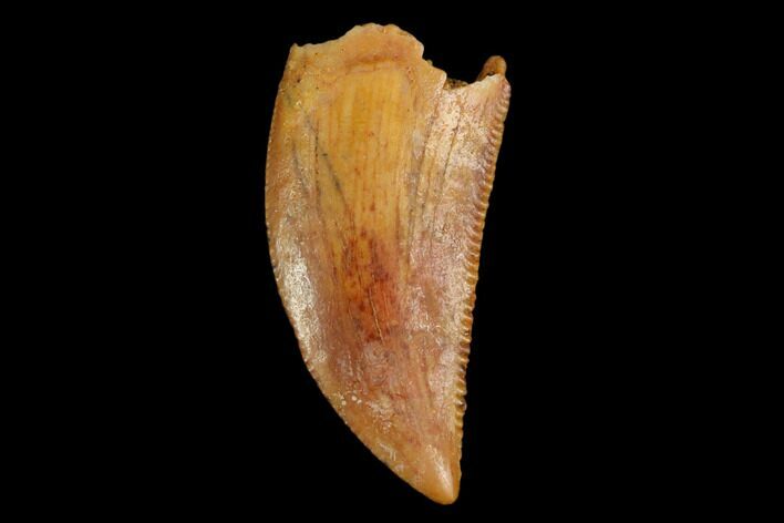 Serrated, Raptor Tooth - Real Dinosaur Tooth #124875